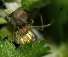 Enoplognatha ovata