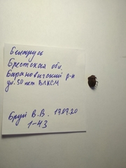 Graphosoma italicum italicum
