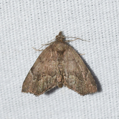 Cutina aluticolor