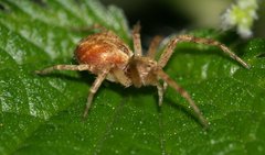 Philodromus