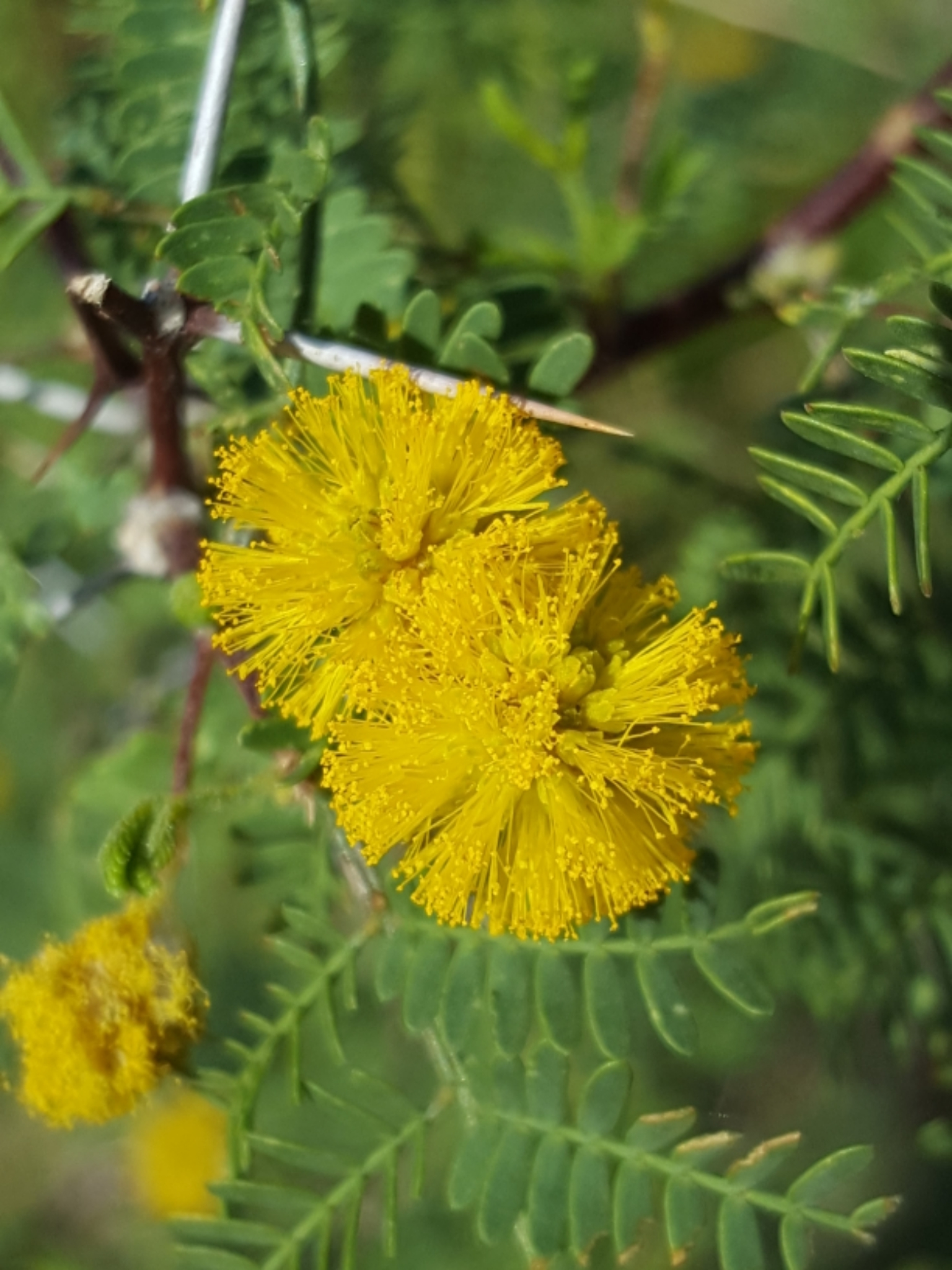 Vachellia constricta