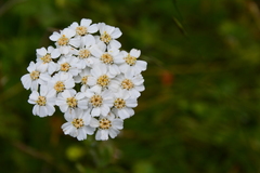 Achillea salicifolia