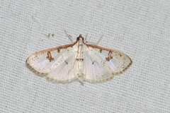 Palpita illibalis