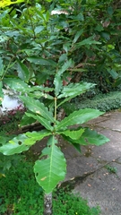 Quercus serrata brevipetiolata