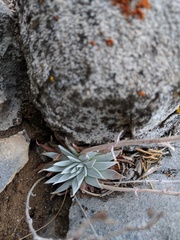 Dudleya abramsii affinis