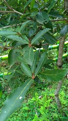 Quercus serrata brevipetiolata