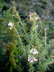 Freylinia densiflora