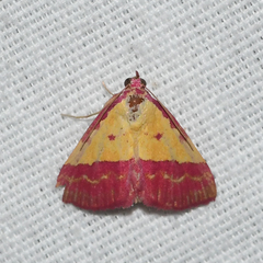 Phytometra rhodarialis