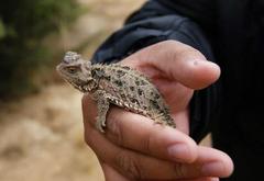 Phrynosoma orbiculare