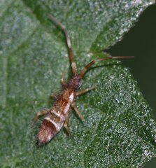Orchesella flavescens