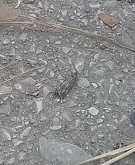 Lepidoptera