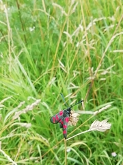 Zygaena