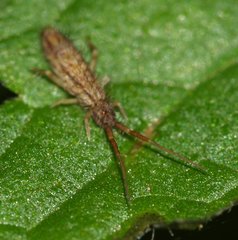 Orchesella flavescens