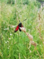 Zygaena