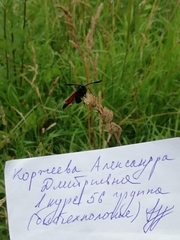 Zygaena
