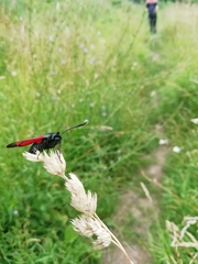 Zygaena