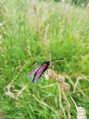Zygaena