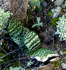Gasteria brachyphylla