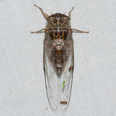 Diceroprocta vitripennis