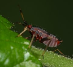 Deraeocoris ruber