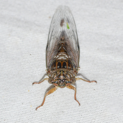 Diceroprocta vitripennis