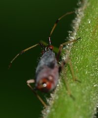 Deraeocoris ruber