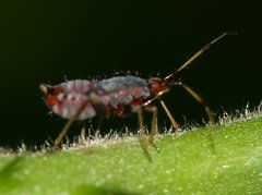Deraeocoris ruber
