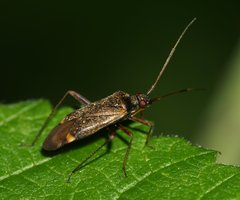 Closterotomus fulvomaculatus