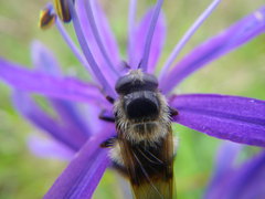 Volucella bombylans