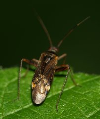 Closterotomus fulvomaculatus