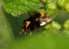 Liocoris tripustulatus