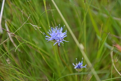 Jasione