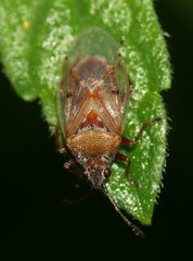 Kleidocerys resedae