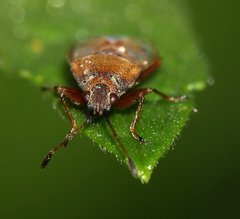 Kleidocerys resedae