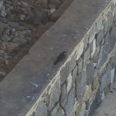 Cinclodes nigrofumosus