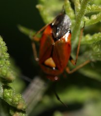 Deraeocoris ruber