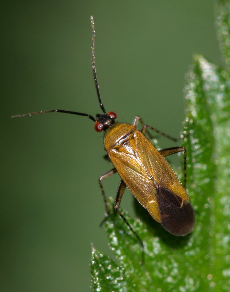 Common Nettle Flower Bug