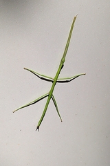 Diapheromera femorata