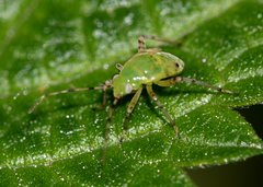 Liocoris tripustulatus