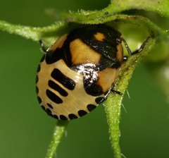 Tritomegas bicolor