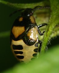 Tritomegas bicolor