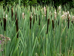Typha latifolia