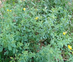 Medicago falcata