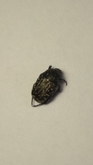 Oxythyrea funesta
