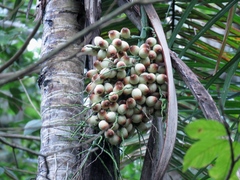 Syagrus picrophylla