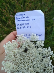 Oxythyrea funesta