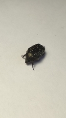 Oxythyrea funesta
