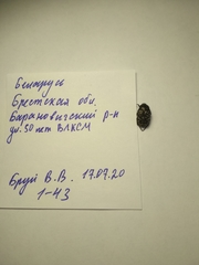 Oxythyrea funesta