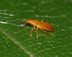 Anthocoridae