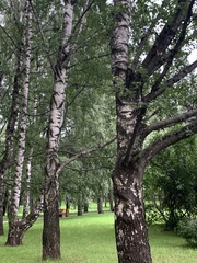 Betula pendula